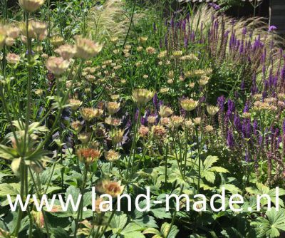 Landmade AudreyCoert tuinontwerp zonnige patiotuin juni